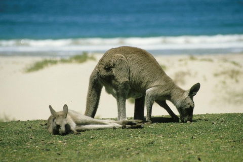 Great Ocean Road Highlights Tour - 2 Days, 1 Night - Surfers Gold Coast 2