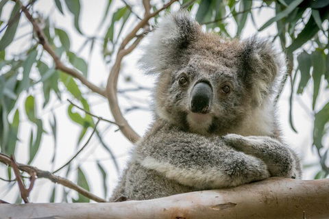 Great Ocean Road & Grampians National Park Tour - 3 Days, 2 Nights - Surfers Gold Coast 2