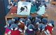 Phillip Island Penguin And Wildlife Tour - thumb 1