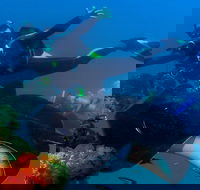 Scuba Dive the S.S. Yongala Wreck on the Great Barrier Reef. - Surfers Gold Coast