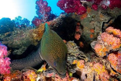 Scuba Dive The S.S. Yongala Wreck On The Great Barrier Reef. - Surfers Gold Coast 1