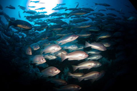 Scuba Dive The S.S. Yongala Wreck On The Great Barrier Reef. - Surfers Gold Coast 4