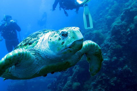 Scuba Dive The S.S. Yongala Wreck On The Great Barrier Reef. - Surfers Gold Coast 5